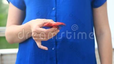 五彩斑斓，红黄蓝的手旋转器，或坐立不安的旋转器，在人`手上旋转.. 女人在旋转一个小飞虫